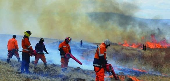 Сэлэнгэ аймагт гарсан таван ойн түймрийг унтраахаар 130 хүн ажиллаж байна