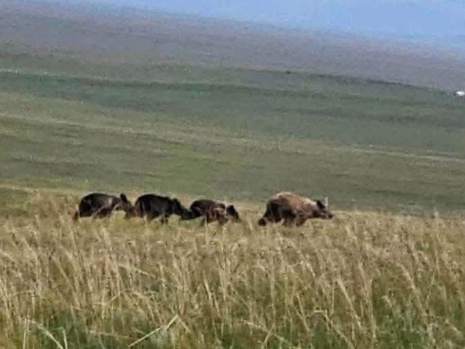 Дорнод аймгийн Цагаан-Овоо сумын суурьшлын бүсэд хэсэг баавгай орж иржээ