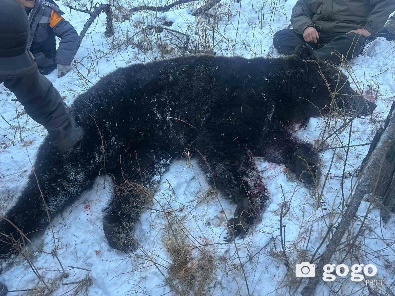 Ууланд баавгай явж байсныг агнан аюулгүй болгожээ