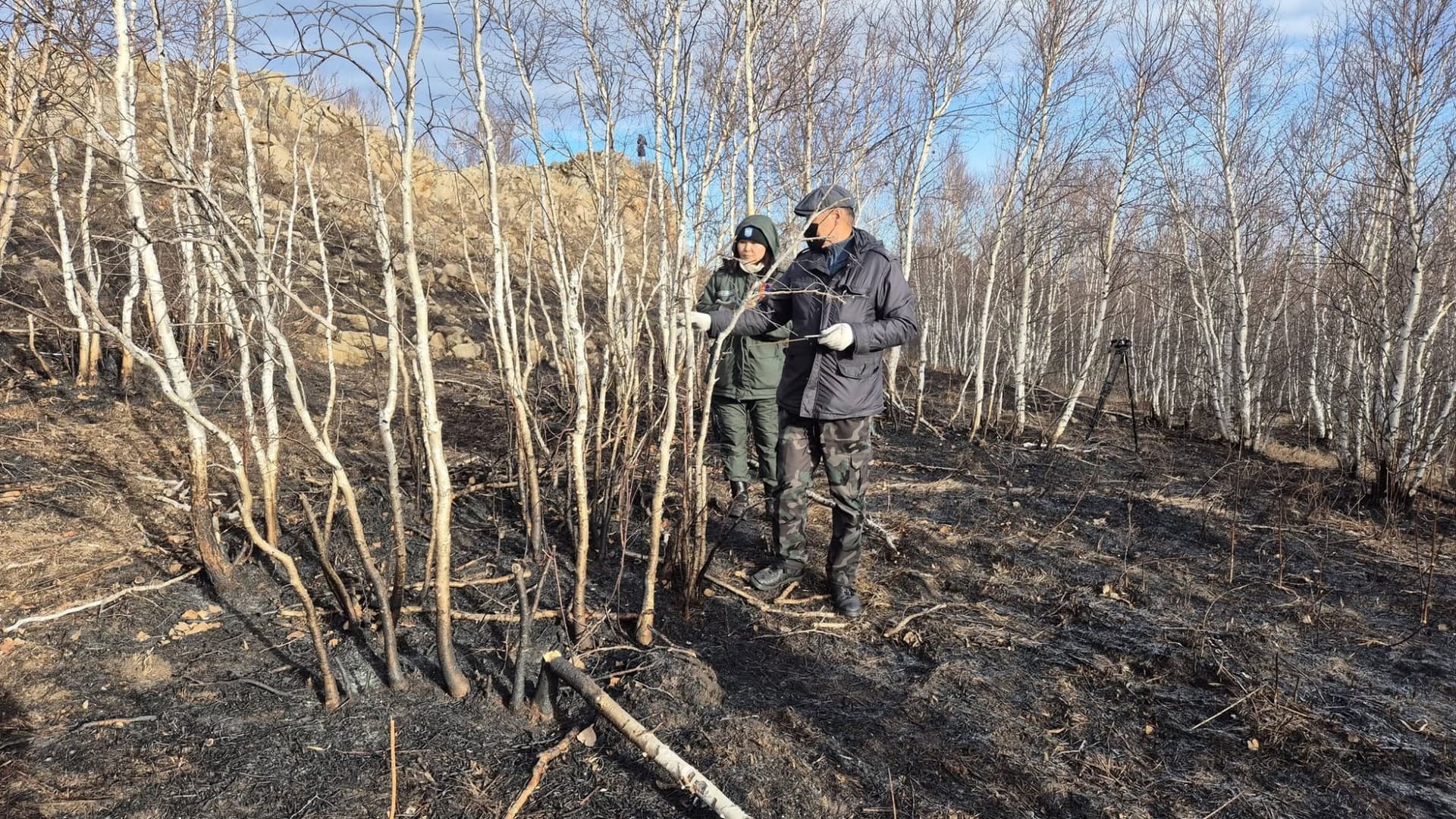 Урьдчилсан ажиглалтаар Нөмрөгийн түймэрт өртсөн хусан ойд шаталтын эрчим сул, дунд түвшинд байжээ